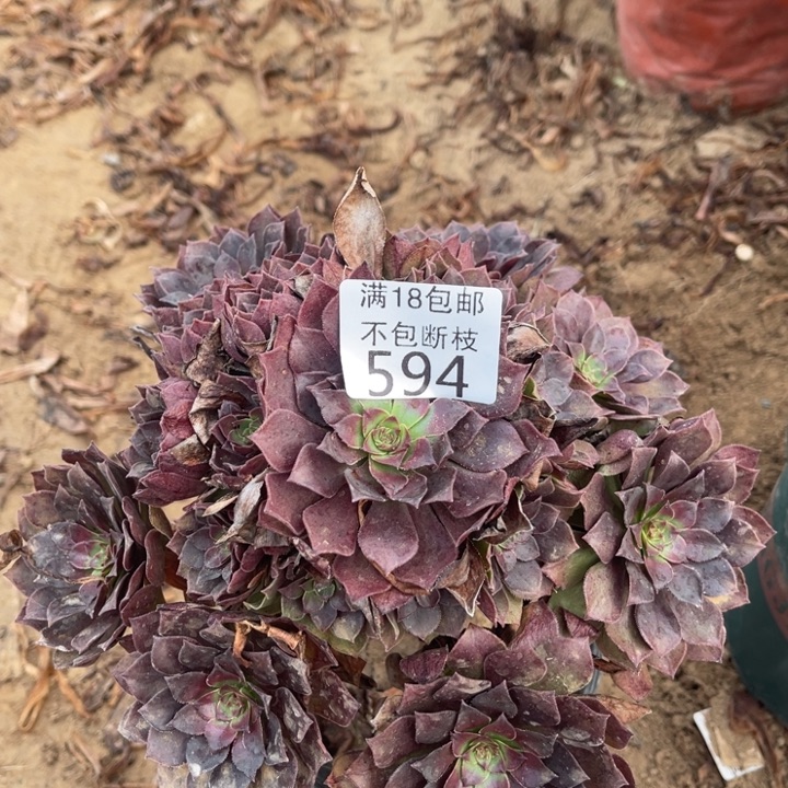 594桃花石手捧1北