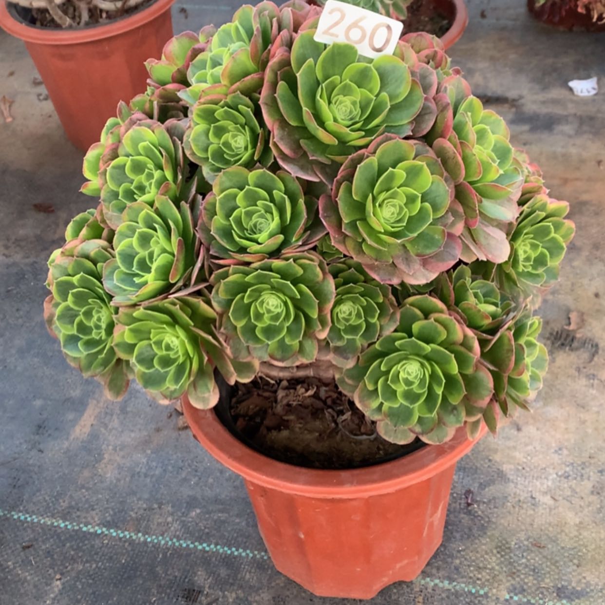 【闪购商品】260奶白锦