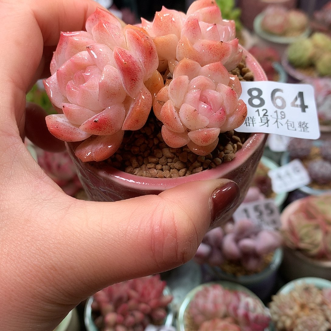 精控拇指盆1219864