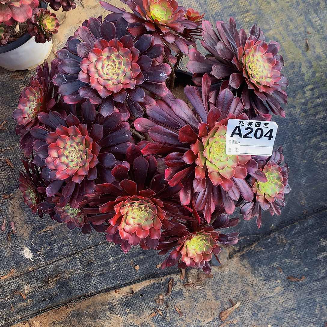 204多肉法师铜壶