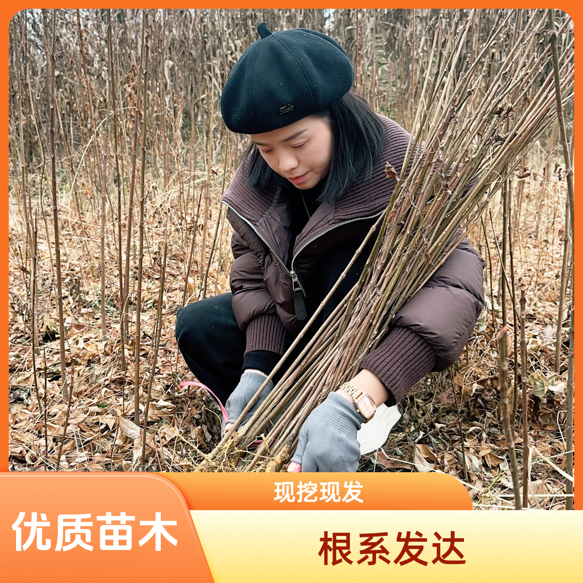 厚皮川黄柏苗高70-80厘米正宗川黄柏苗基地直发现起现发