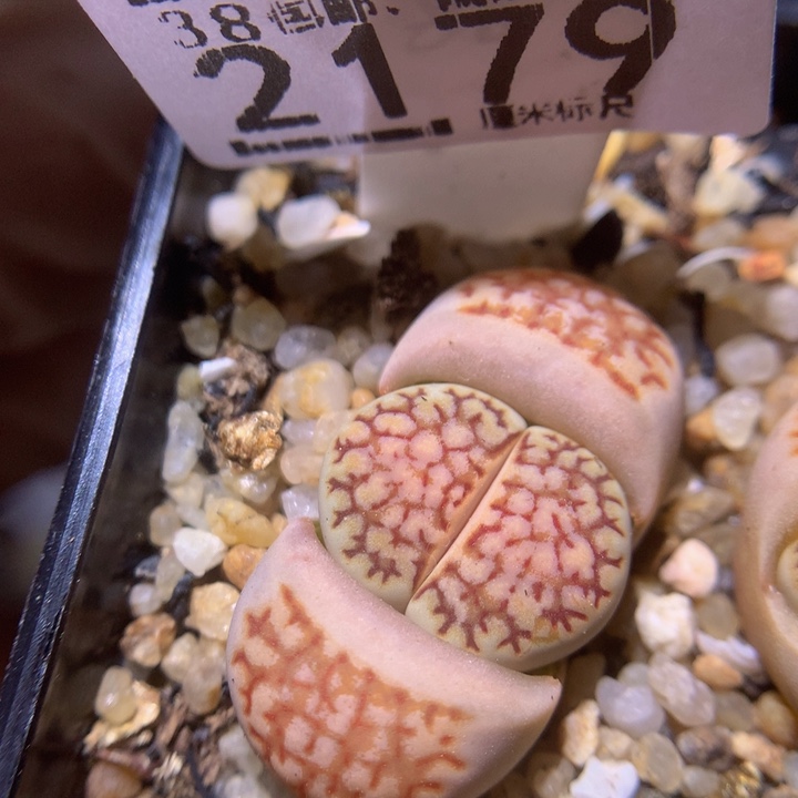 Sss精品生石花2179