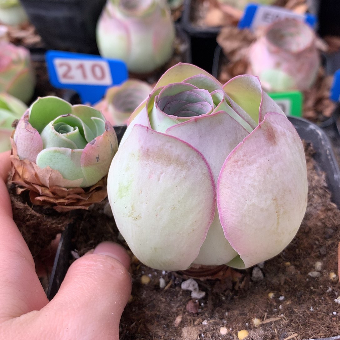 一物一拍组合福利009