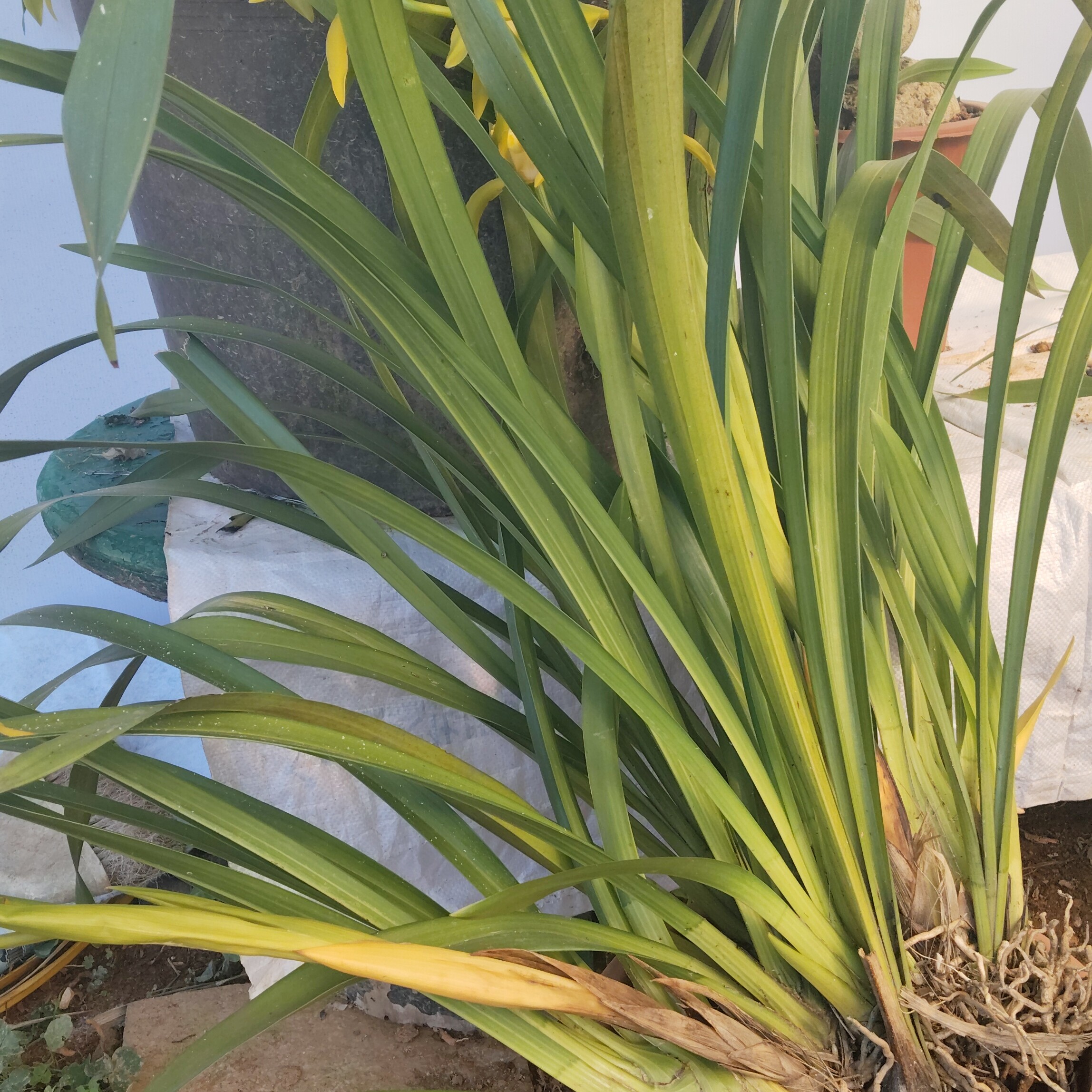 虎头兰小春兰红嘴鸥白天鹅香花雪兰扇形红嘴鸥黄金小神童