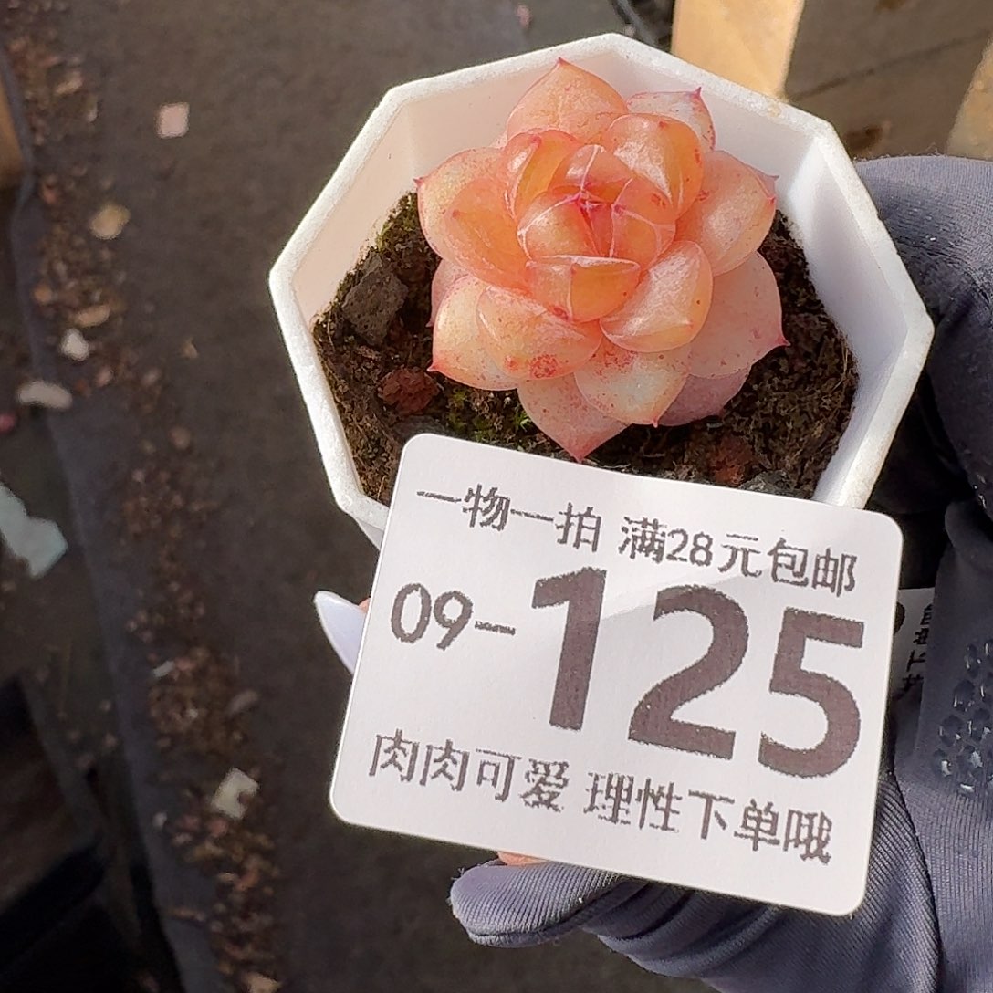 楼兰无盆土发货无