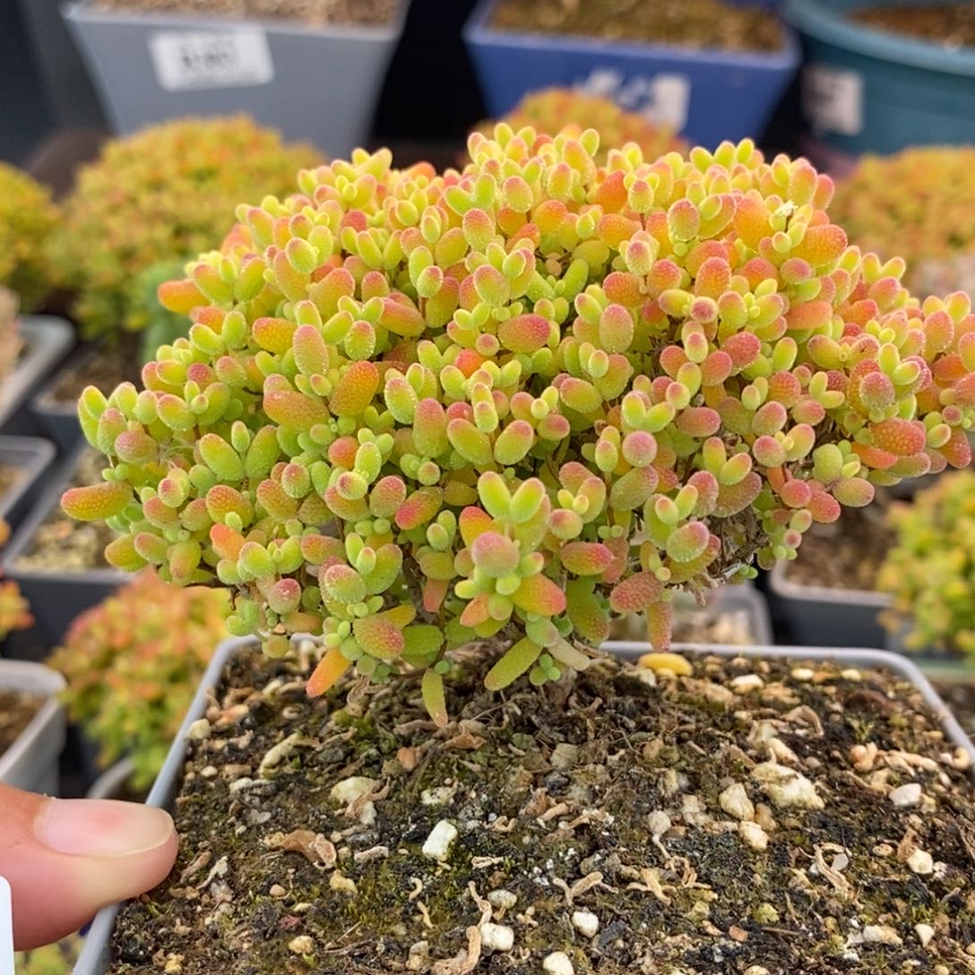 466蜜橘糖球 。           