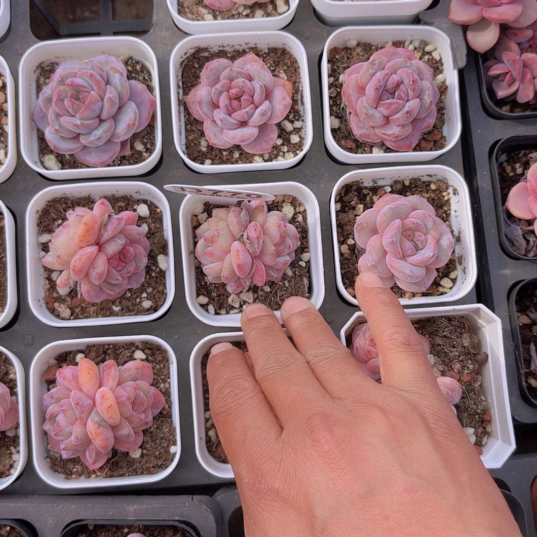 恩*啊D770星影一物一拍