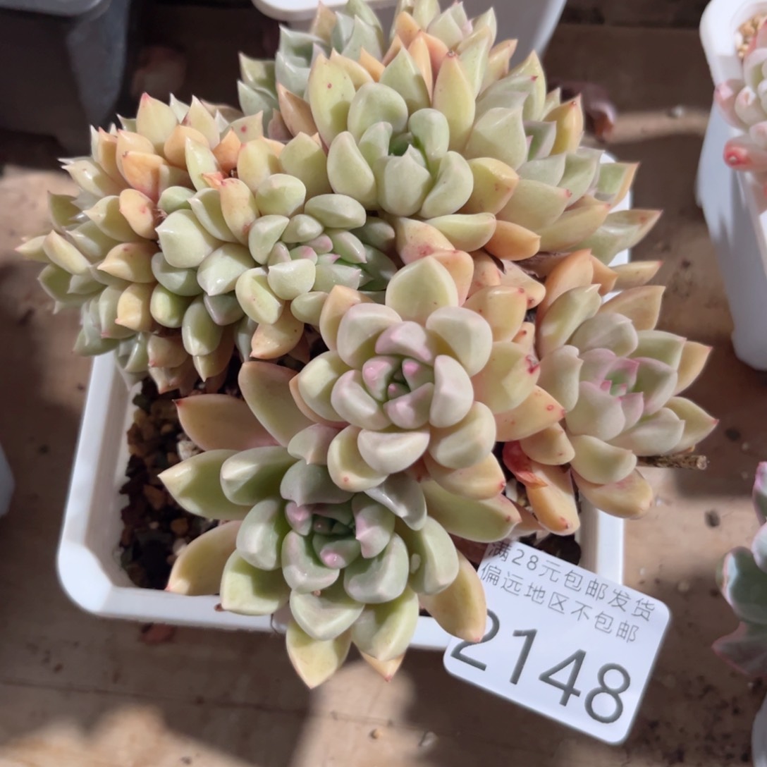 大2148；f vv c b b v b