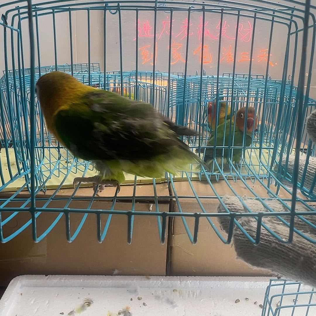 桃脸牡丹鹦鹉牡丹绿宗头