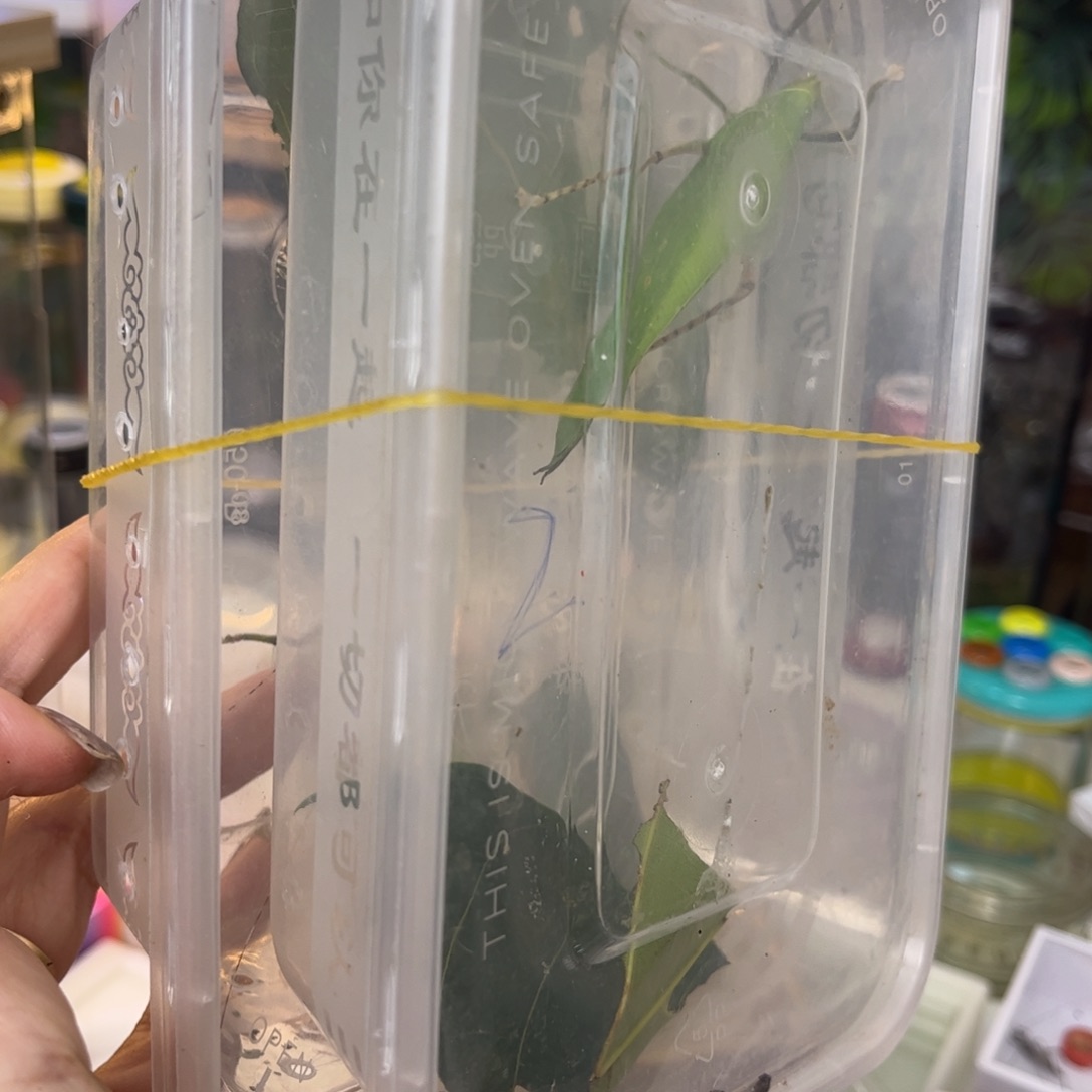 ⊹***⊹特价素背拍拍拍拍