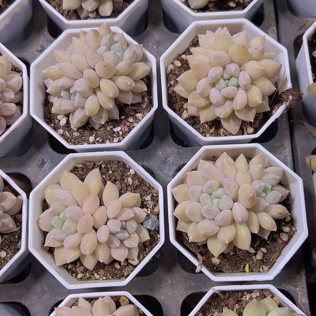 双头奶糖19包邮多肉植物