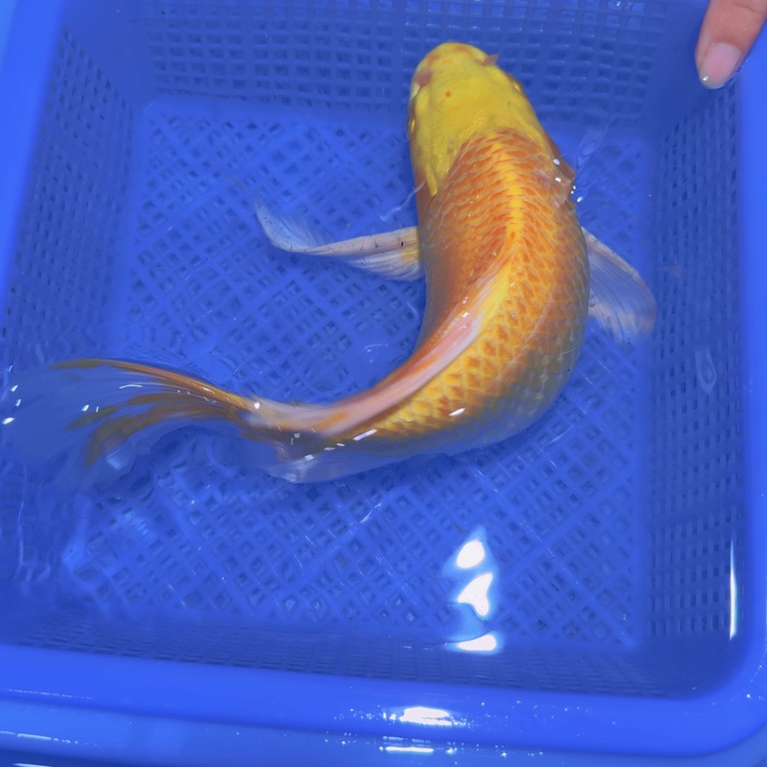 蝴蝶鲤鱼观赏鱼黄蝴蝶