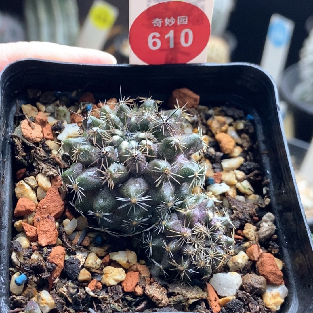 实生双头鱼鳞丸4.5cm