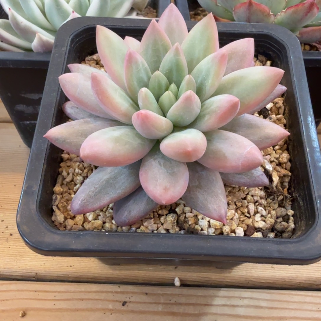 红蜻蜓 安吉园艺锦