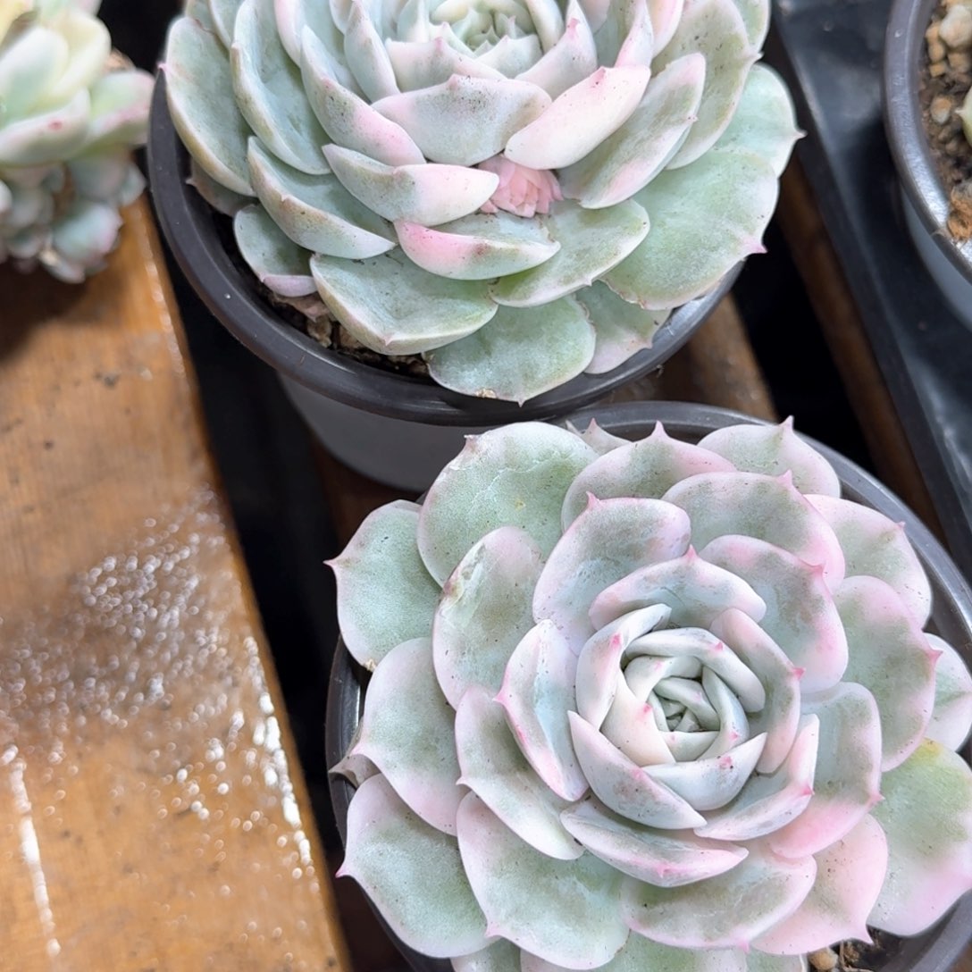 昂斯诺锦  锦上园艺青岛场