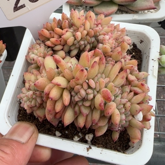 237星2缀一物一拍多肉