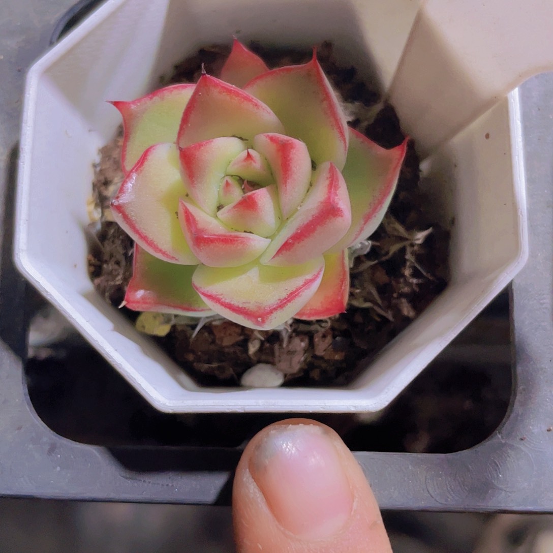 石英w100一物一拍