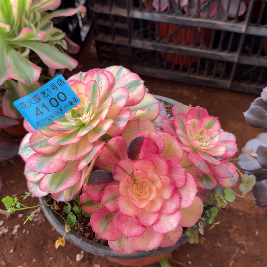 荔枝4100多肉植物法师