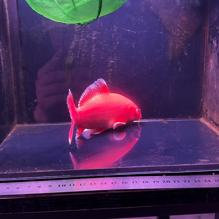蓝***徒蝴蝶鲤鱼16号蝴蝶鲤中鳍