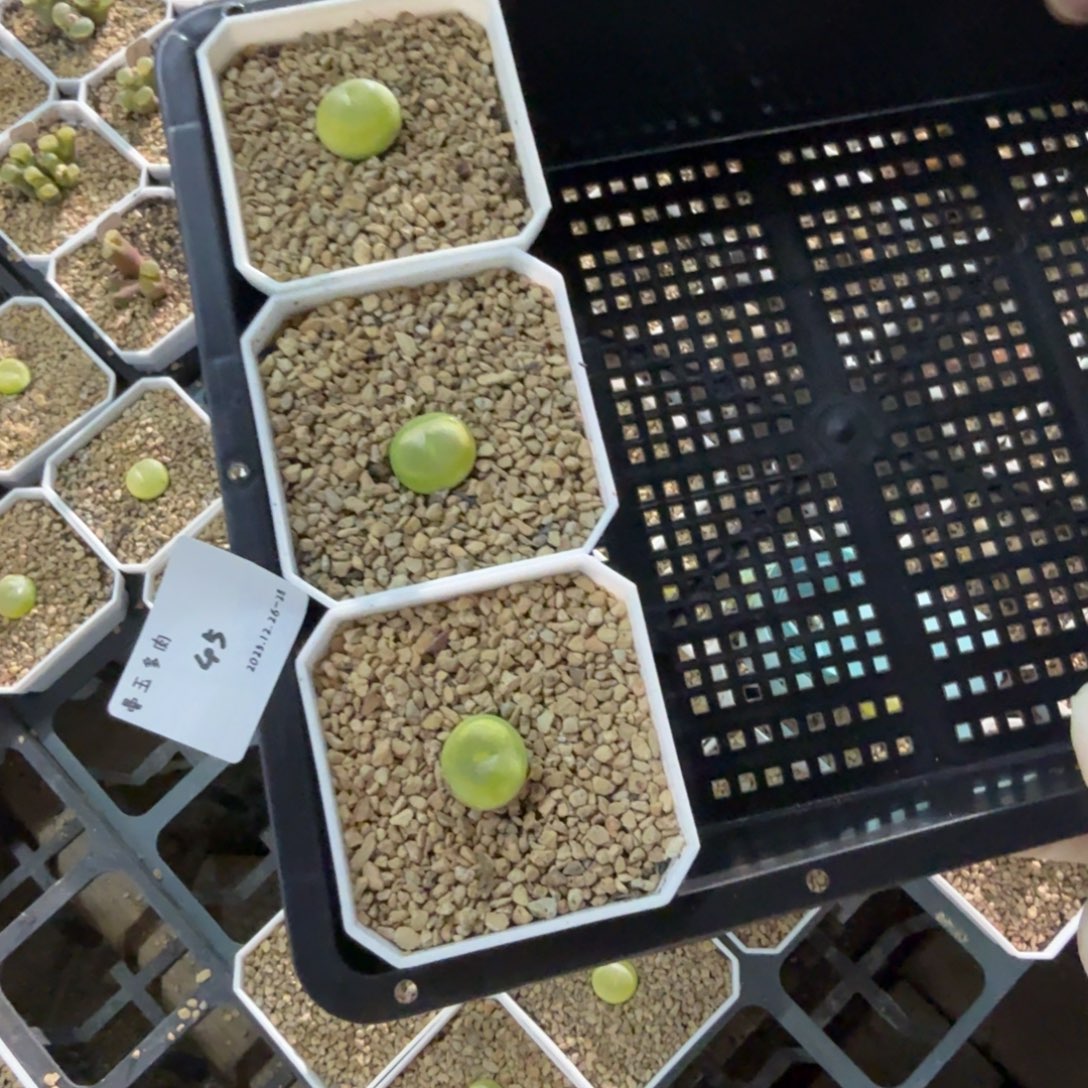 丁***加多肉多肉多肉12-045