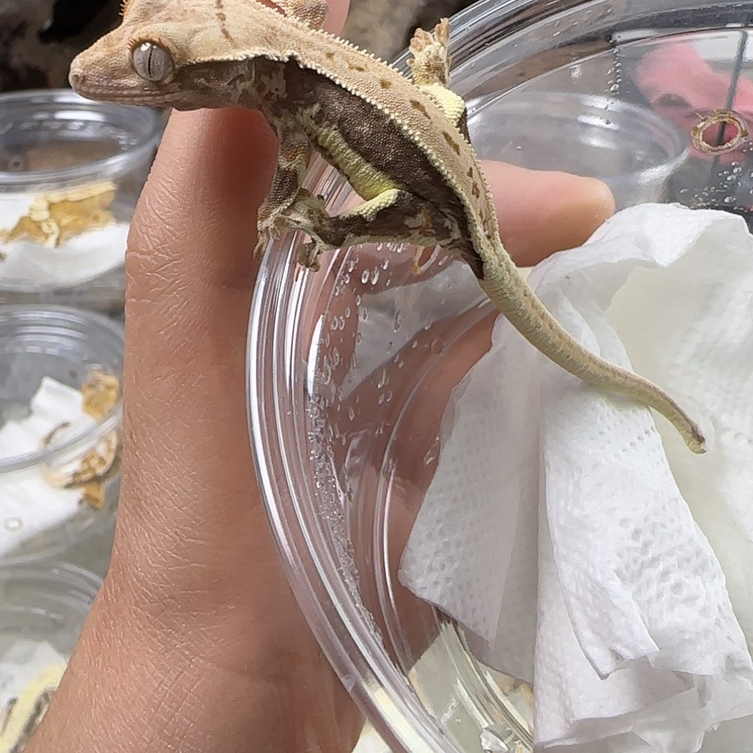 睫角守宫莉莉白妹妹