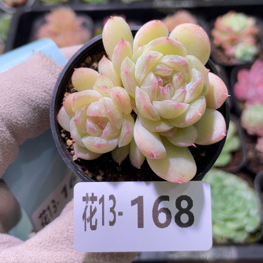 花利美13-168瑶台心