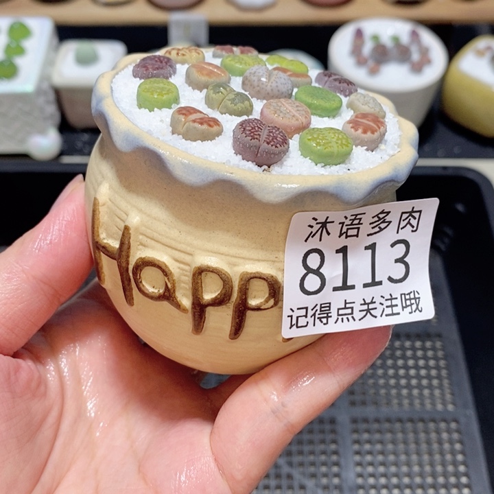 带盆土植物 精美盆栽8113