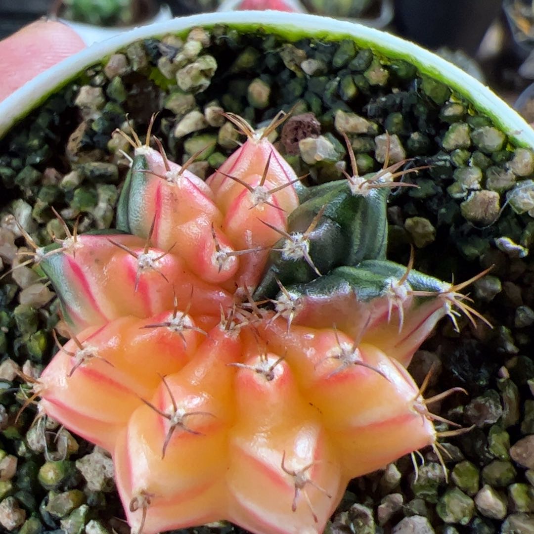 当前无花栽培后可以开花764