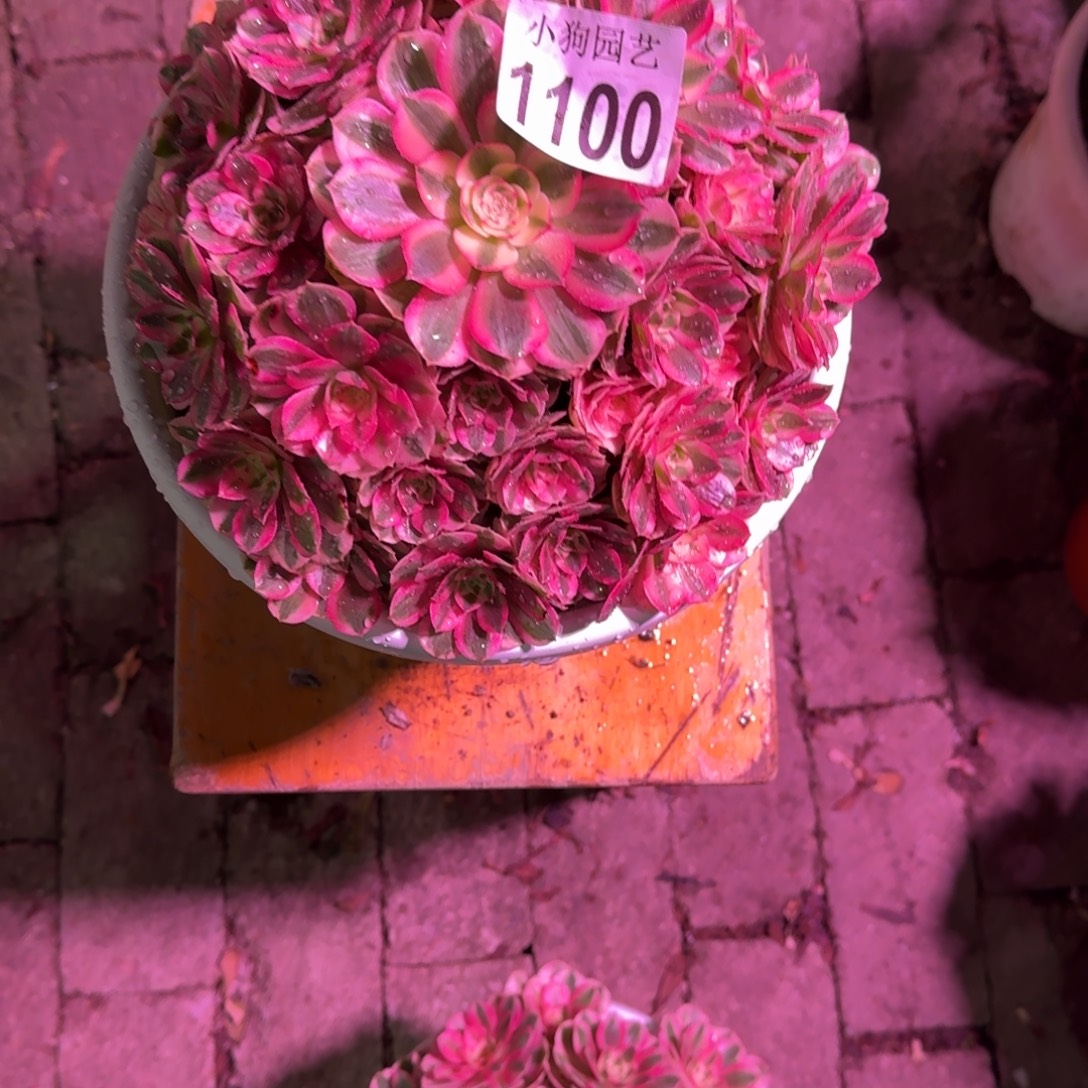@***沙倾城多肉植物1100寄养