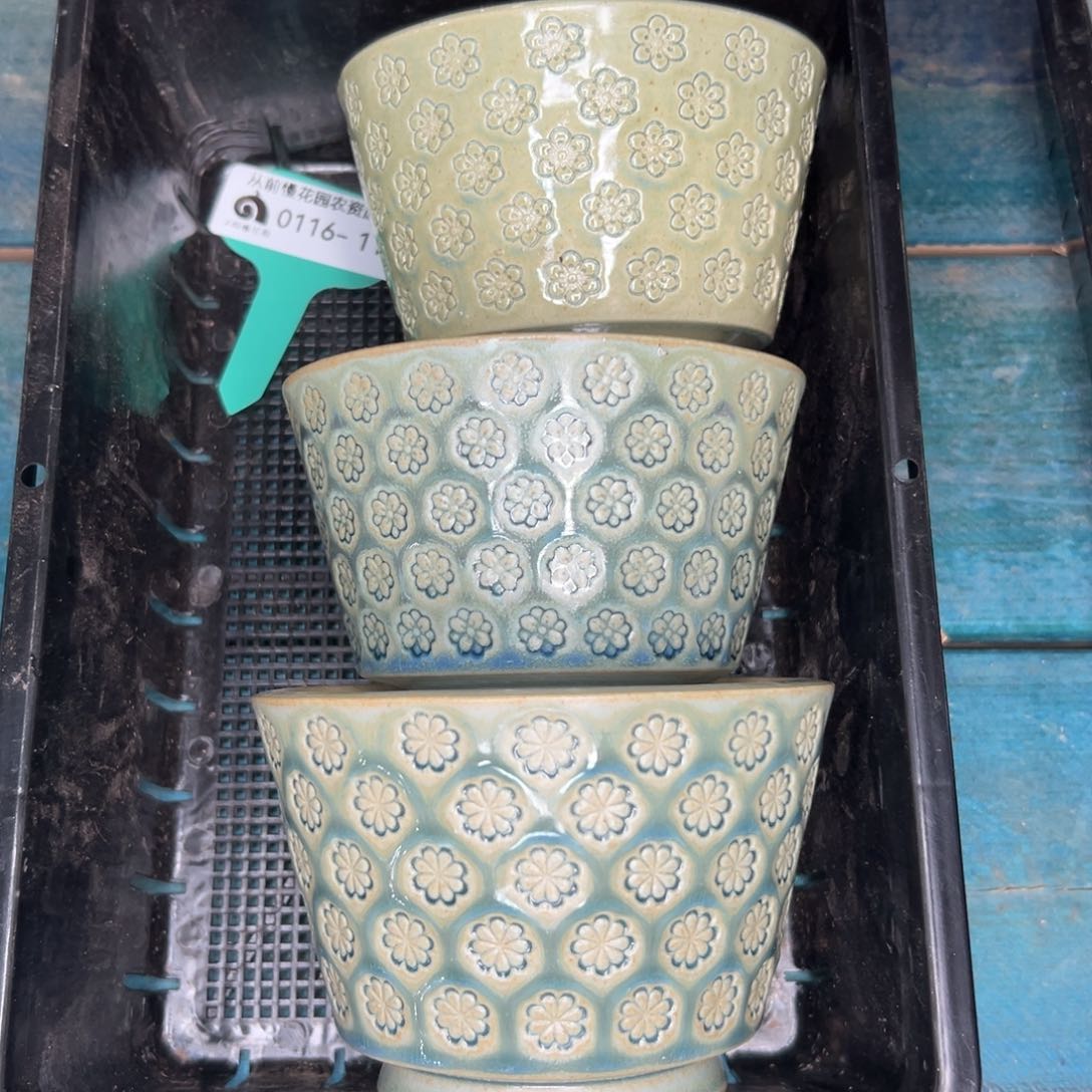 随*?多肉精选编号0116.11