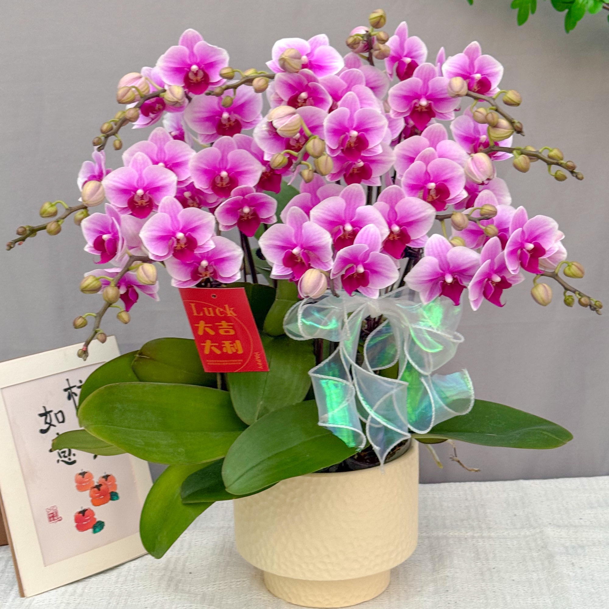 悦己蝴蝶兰《粉公主》 室内欣赏花 绿植 北欧风 好养花期长 年宵花 