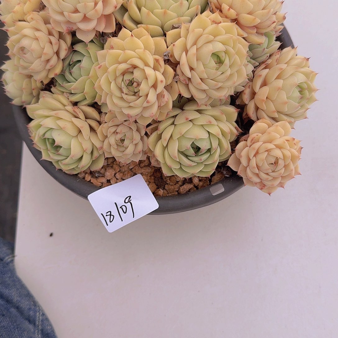 C****n18109本巴多肉植物