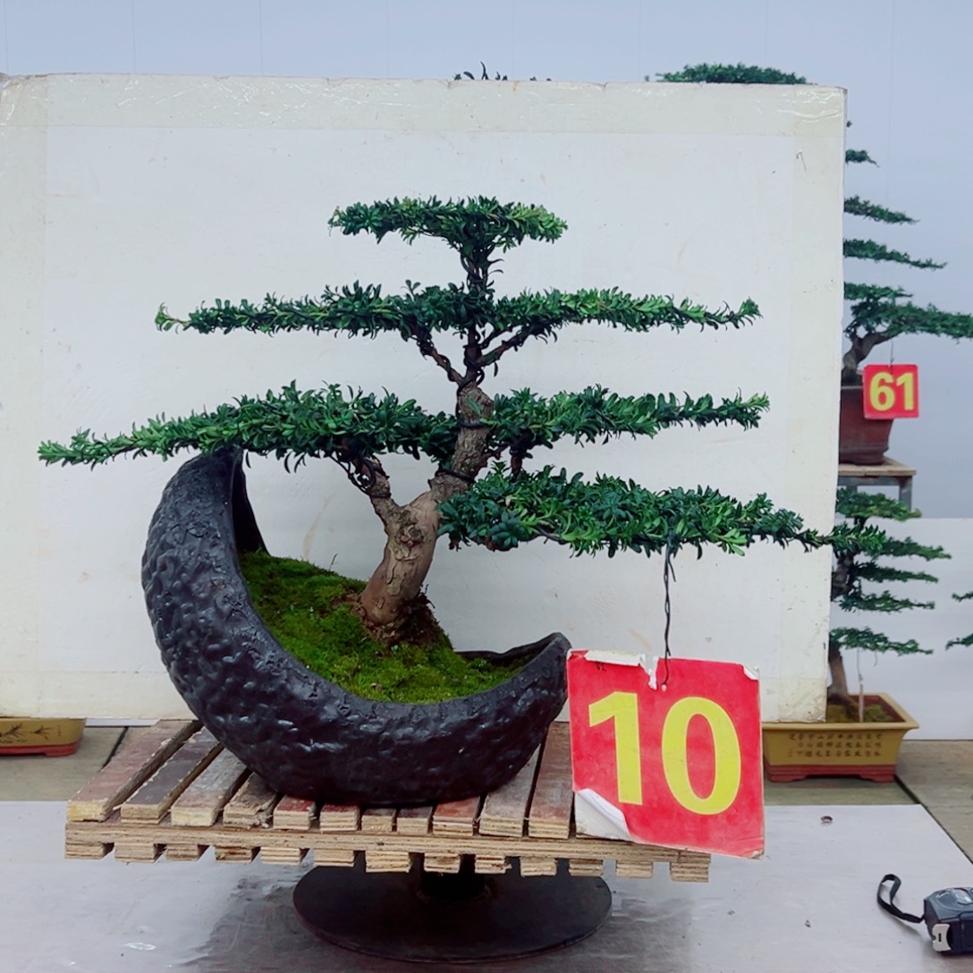 无花朵红芽罗汉松