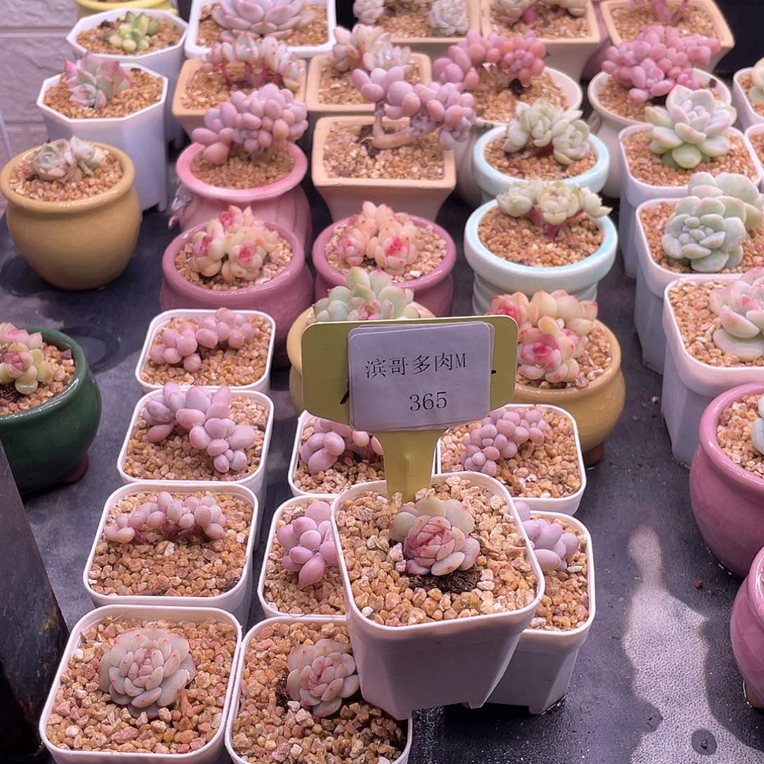 滨哥多肉M365红恋缀化