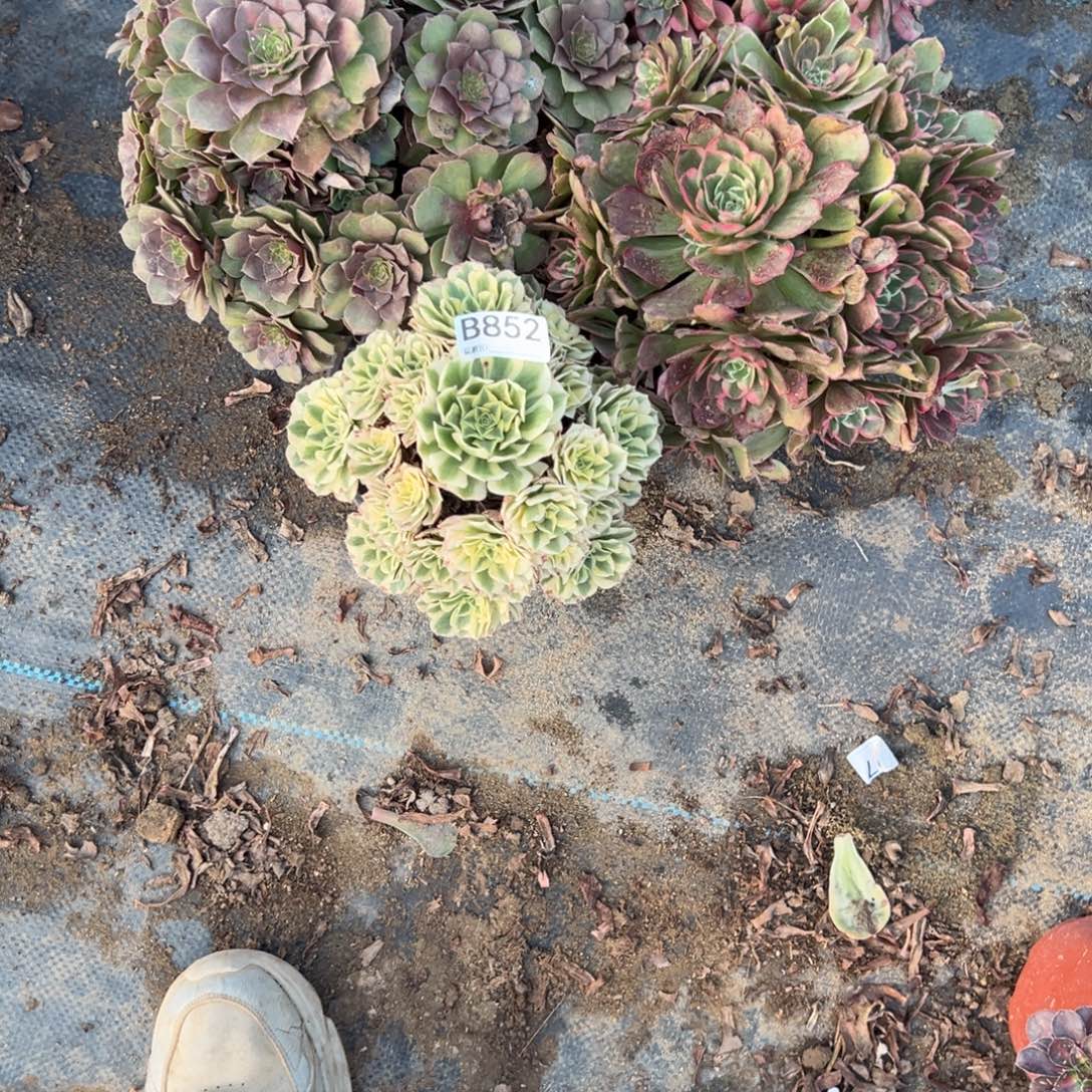 852五颗组合多肉植物法师