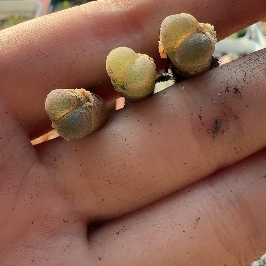 老马生石花粉樱1546