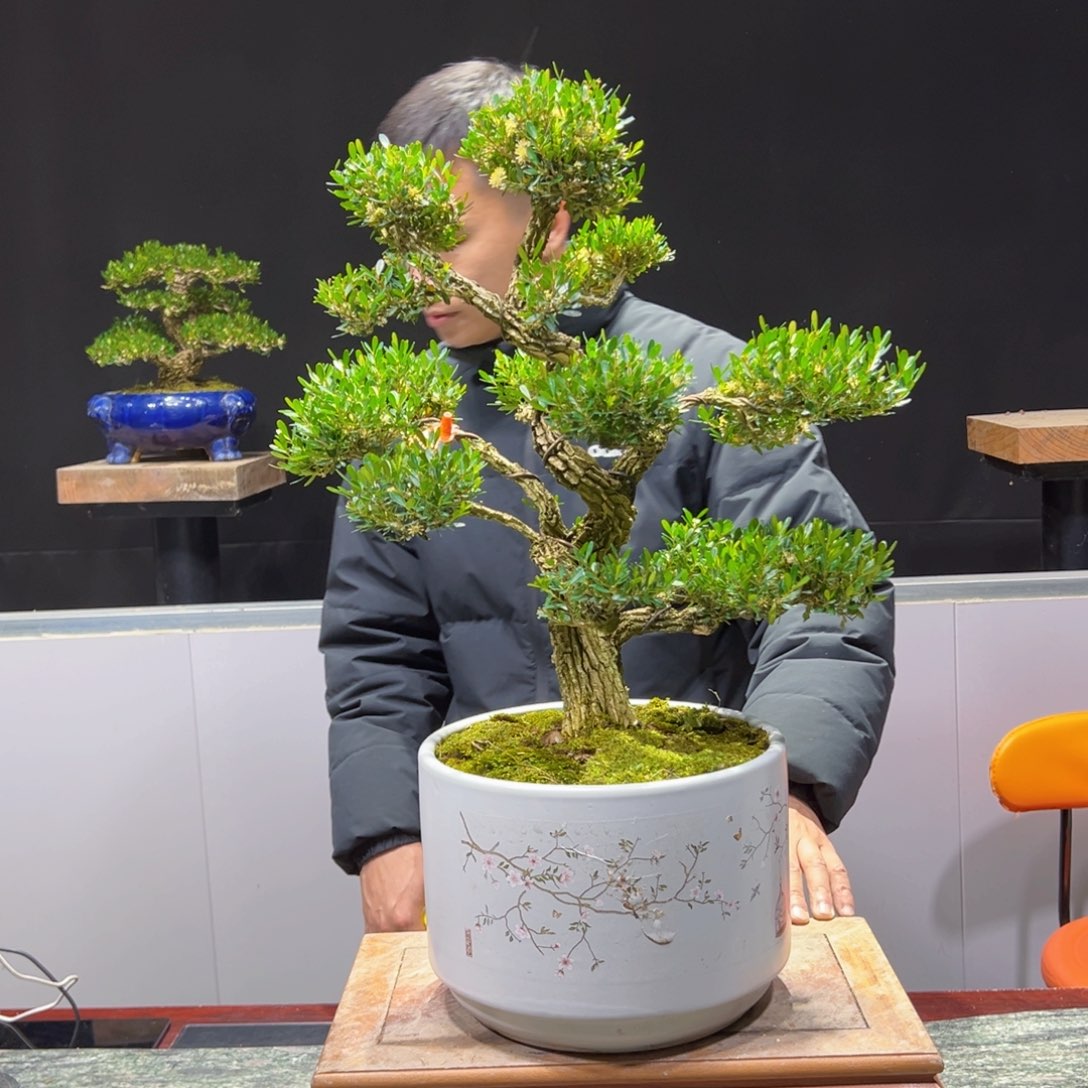 黄杨盆景老桩四季长青