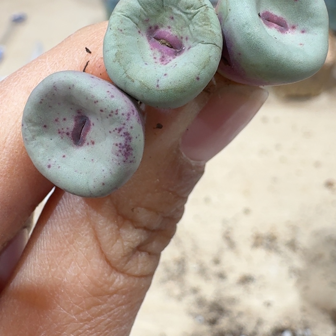 开***家177seppoopppppppoppppp