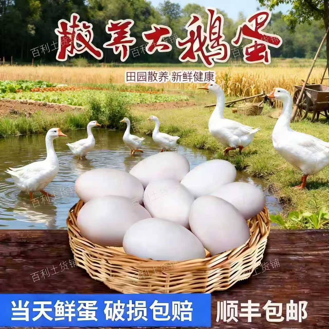 【6枚专拍】顺丰包邮农家土鹅蛋水库散养大鹅蛋现下现发新鲜保真