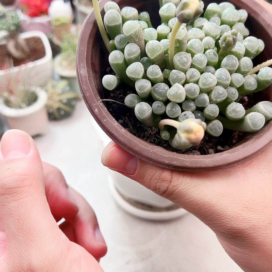 五十领域多肉植物