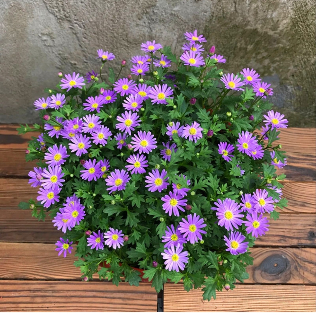 姬小菊盆栽花苗阳台庭院好养四季开