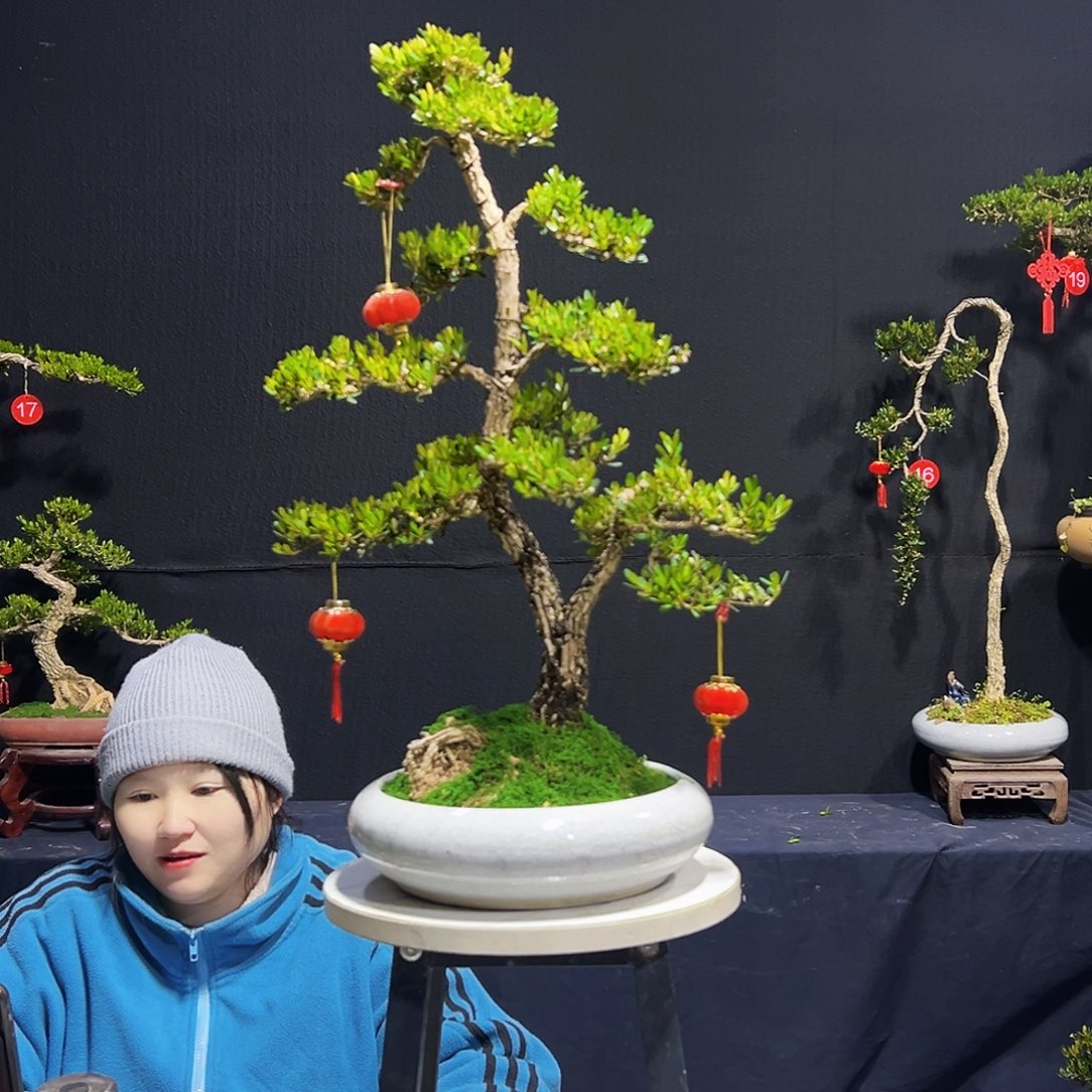 绿植广东皱皮黄杨木