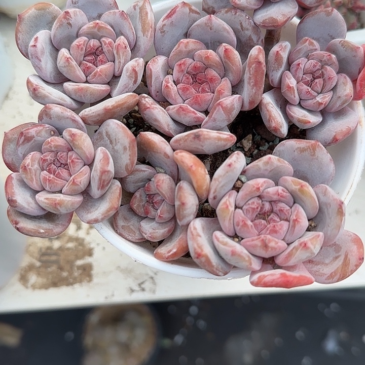 骑***姨青蛙王子儿童牙膏11