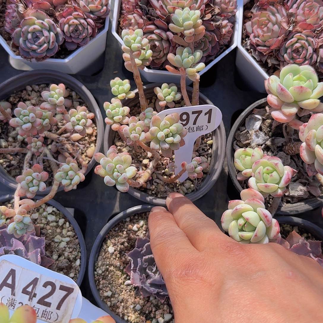 A971绿豆一物一批