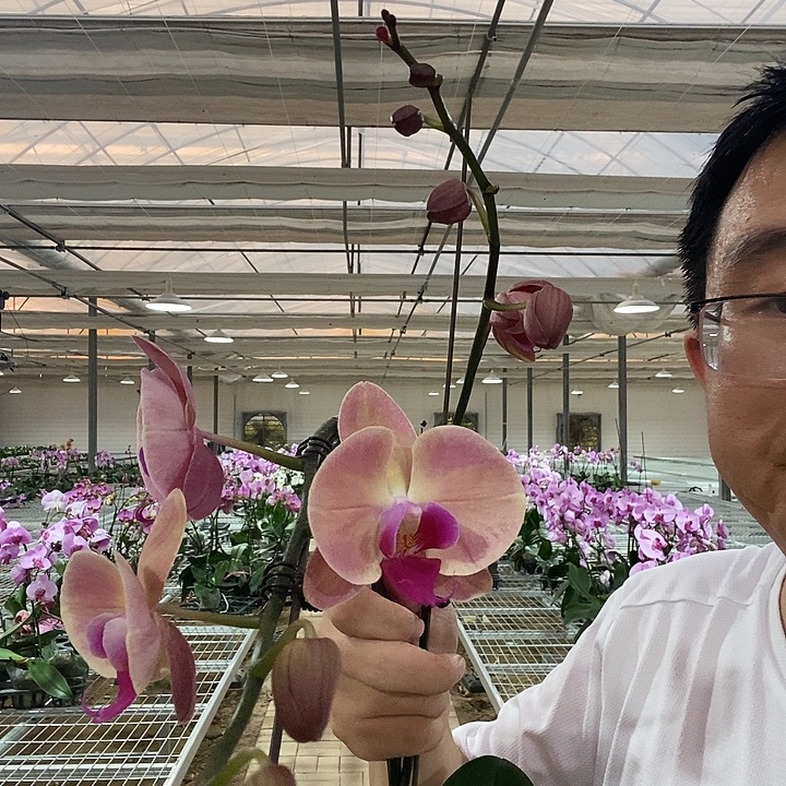 完全开放欣欣向荣2颗046有叶损