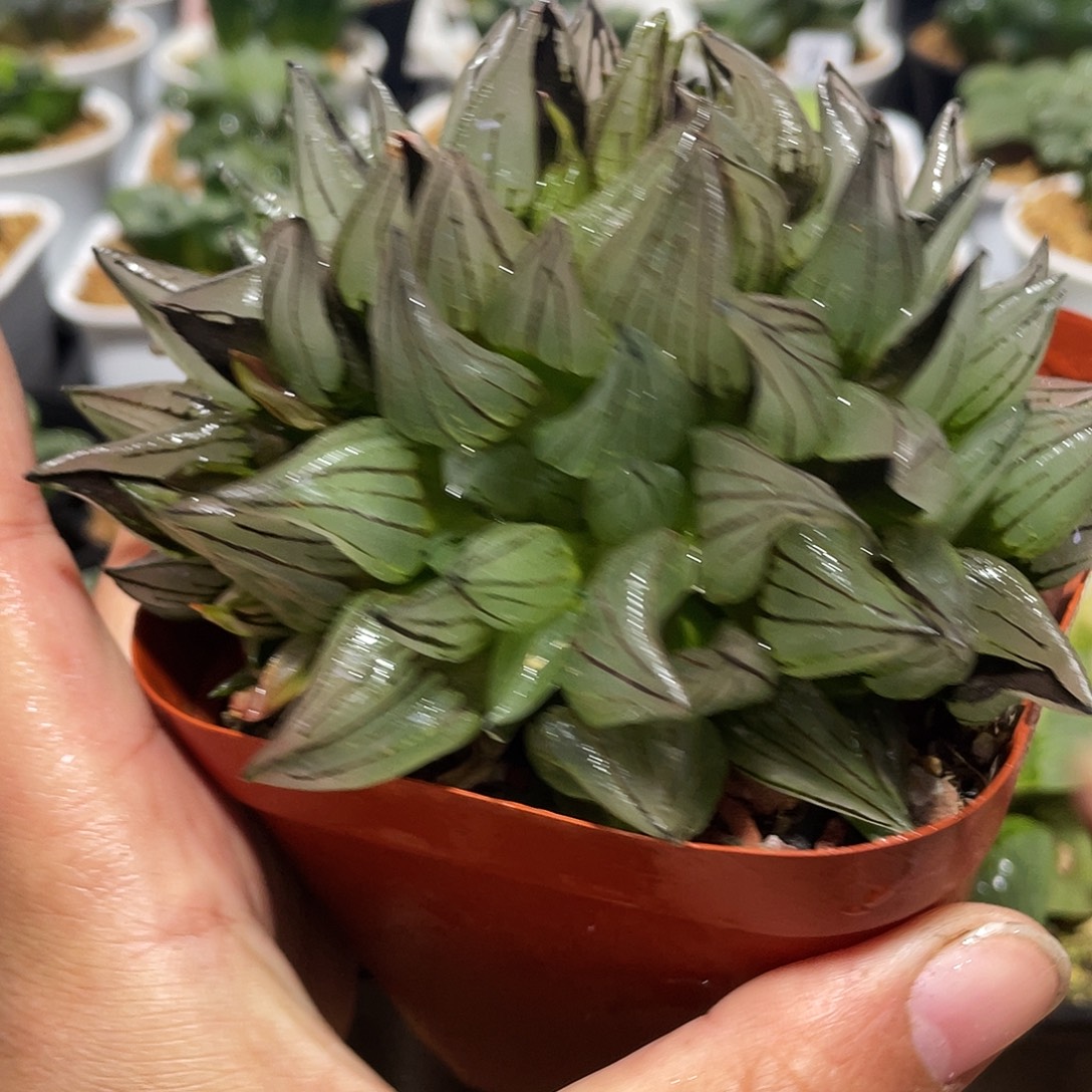 亦***哟直播间西瓜寿群生