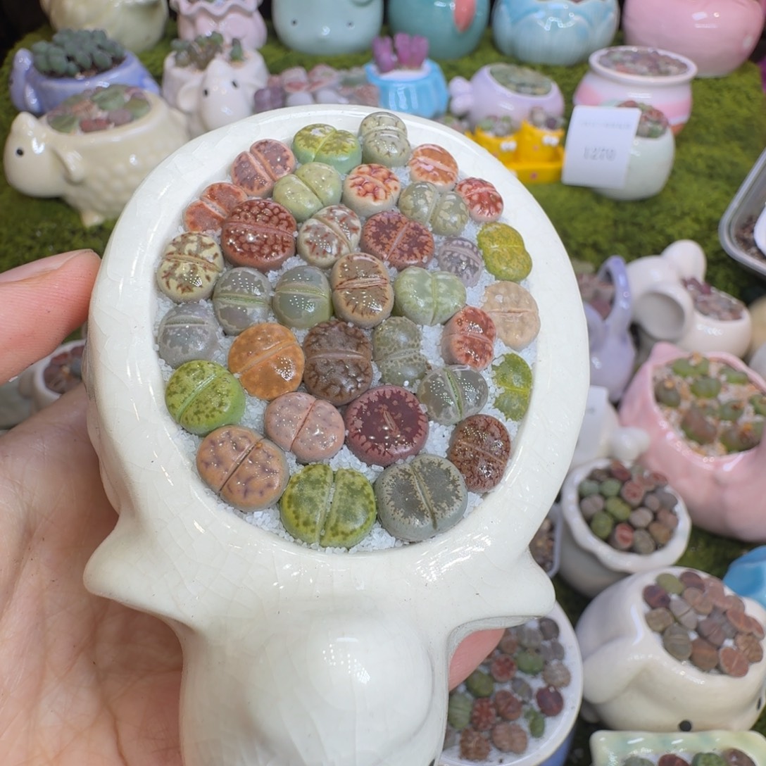 辣***羔多肉植物的福利1281