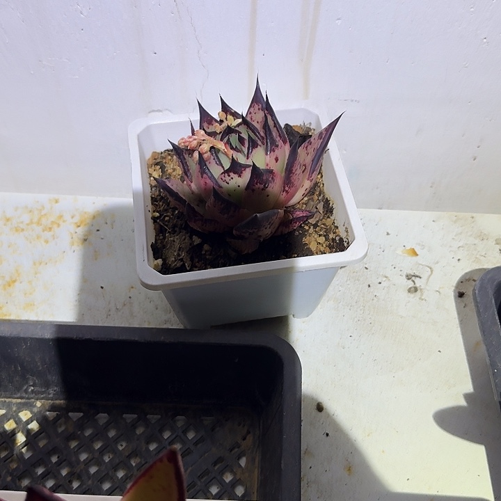 梵*❄多肉植物一物一拍