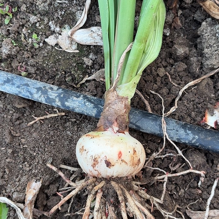 用***3无花朵笑脸包对版2336