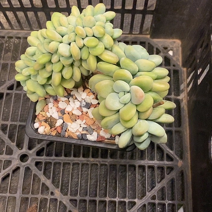 多肉植物肉肉肉肉植物